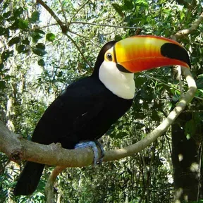 Tucano FM