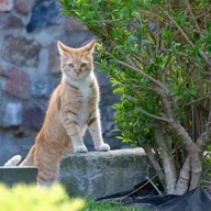 Série "Acidentes Domésticos": plantas tóxicas para animais de estimação!