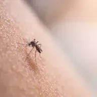 🎧 兒童科普｜i動物進行式 🦟 擾人清夢的討厭鬼～一起來認識「蚊子」！