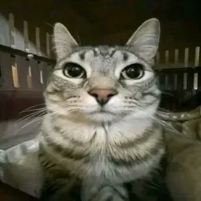 imam julian