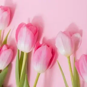 Radio Tulip