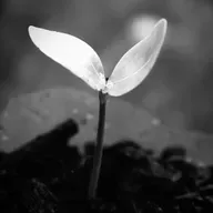 ínfimo o desejo, poderoso o desejo | Domingo XXVII Tempo Comum C