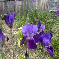 Meander with Me... and my Garden
