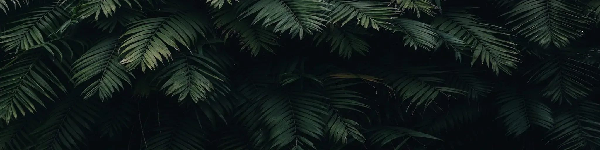Roam Radio