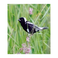 Ear to the Ground 370: Bending the Bird Curve