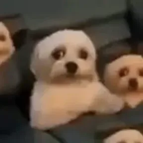 fap fap