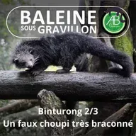 S07E136 Le Binturong 2/3 : Une superstar victime des trafics et... des réseaux sociaux