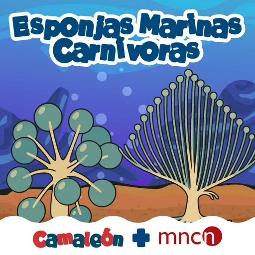 Esponjas carnívoras: cazadoras silenciosas del abismo