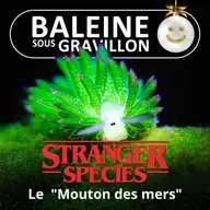 STRANGER SPECIES 10/12 : Un "Mouton de mer"... une star qui fait sa photosythèse !