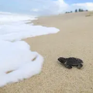 A Parábola da Tartaruga