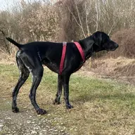 💫 ... brezposelni psi (in mucki) zavod za zaposlovanje po pasje in mačje 🐶 🐈