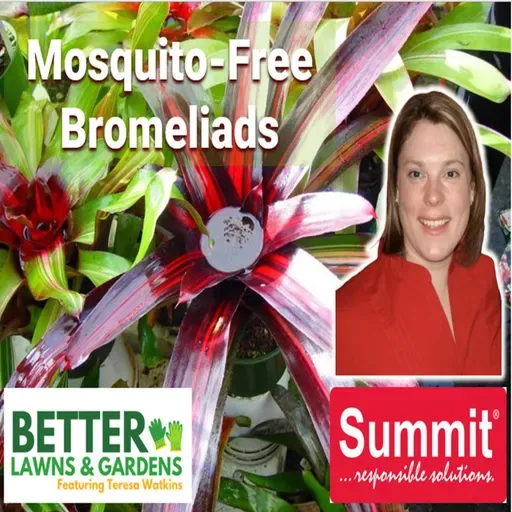 S2 Ep445: Better Lawns and Gardens - Hour 2 Mosquito-Free Bromeliads April 18 2026