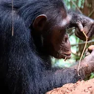 Ingeniería chimpancé. Hablamos con Alejandra Pascual Garrido