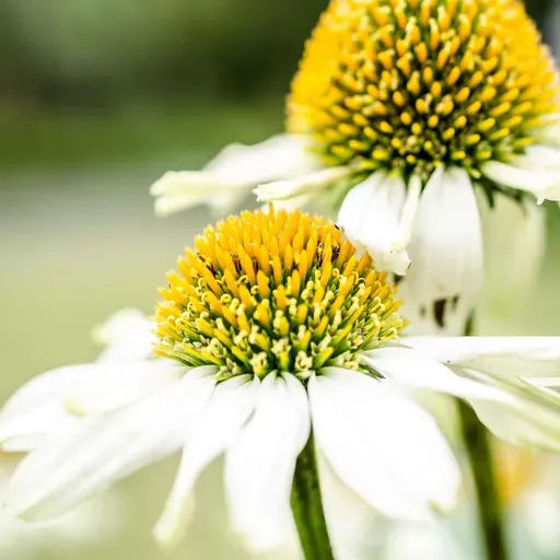 Mediumship: Doris Carter and Mary Transmission S17. Ep1.