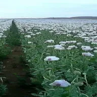 21-10-2019 Eliminando las plantas usadas como materia prima para la creación de estupefacientes