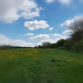 HiluxtheBee