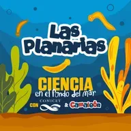 Planarias: El animal que puede reconstruir su cerebro