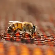 Claudine e o própolis