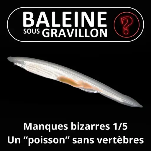 S07E108 Vous avez dit bizarre ? Manques 1/5 : Le lancelet, un "poisson" sans colonne vertébrale
