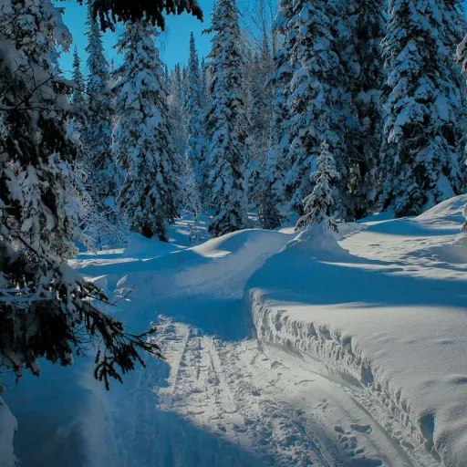 Кейт Марсден