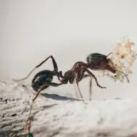 Muita formiga em casa? Saiba como controlar possíveis infestações!
