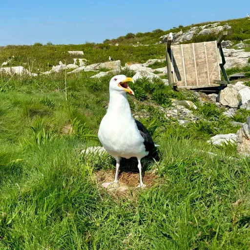 Encore: The Internet's Most Hated Bird