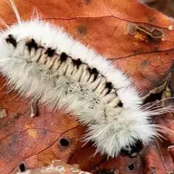 Ep. 549 - Advocating for Fallen Leaves