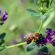 K-12 education policy changes, Honeybee threats, Wisconsin thriller novel