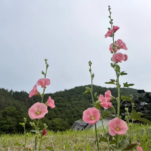 朝ラン24℃。ワンのブザ昼が一番長い日と飯山の梅干し作りとNHK朝ドラのバチバチ東西対決。#1895 from Radiotalk