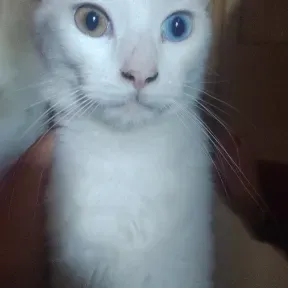 Enfasis kotu