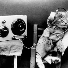 Dark Cat Radio Puente Alto