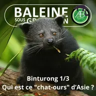 S07E135 Le Binturong 1/3 : "Chat-Ours" ou "Singe-Tigre" ? (Pauline Kayser et Géraldine Véron)