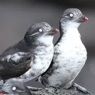 Seabirds Thriving on Volcanic Slopes
