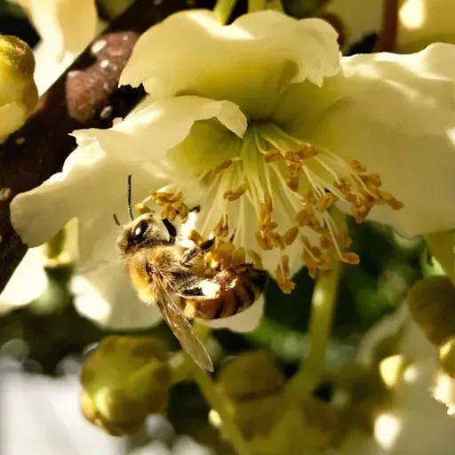 Room to Improve – Beekeepers Rally Against Challenging Conditions to Deliver for Kiwifruit Growers, but Failures Remain