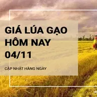 Giá lúa gạo hôm nay 4/11: Giá gạo tăng nhẹ 50 đồng/kg; giá lúa ổn định