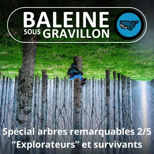 SPÉCIAL Arbres remarquables 2/5 : Les "durs à cuire" et les "explorateurs"