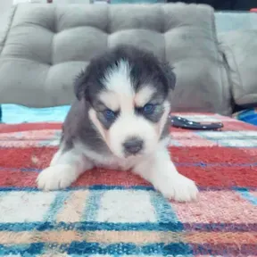 Victor