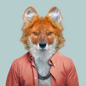 Renard