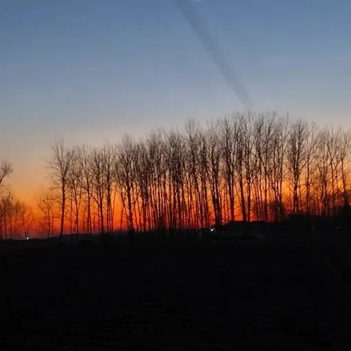 刘亮程：从家乡到故乡