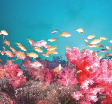 Balıklar su içer mi?