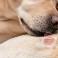 Alergias em cães e gatos