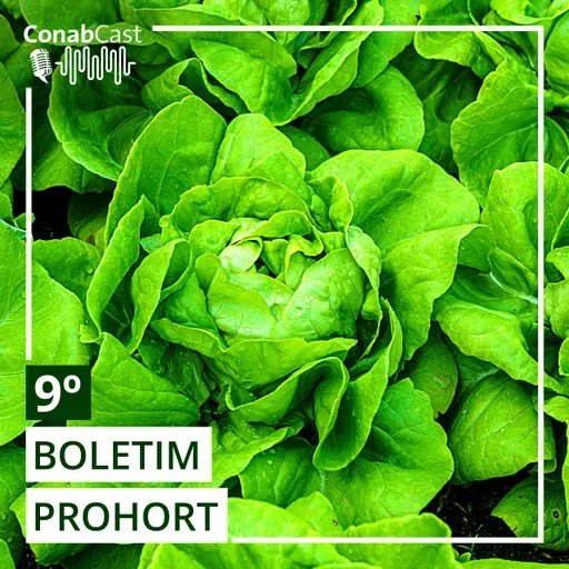 Preços do tomate no atacado caem nos primeiros dias de setembro, aponta Boletim da Conab