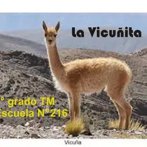 La vicuñita
