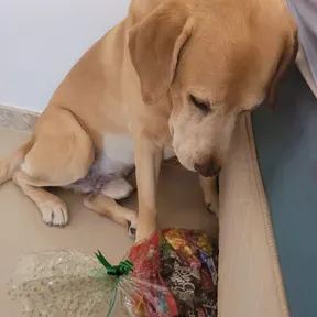 BAIANINHO MTA