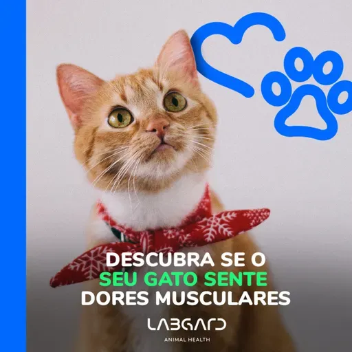 Episódio 74 - Descubra se o seu gatinho sente dores musculares!
