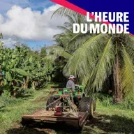 Chlordécone : qui est responsable de l’empoisonnement des Antilles ?