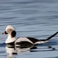 The Music of Long-tailed Ducks