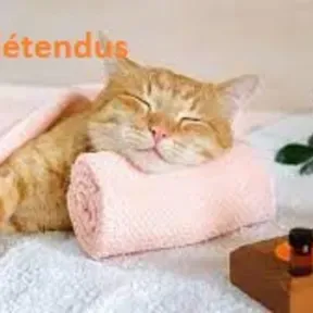Gatos Relaxados