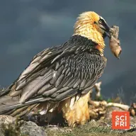 Bearded Vulture Nests Hold Trove Of Centuries-Old Artifacts