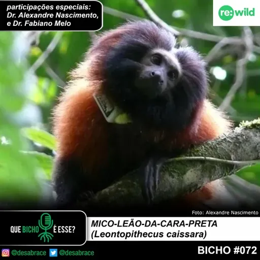 #vAPODN: mico-leão-da-cara-preta (Leontopithecus caissara)